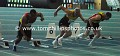 _TP25440wtmk