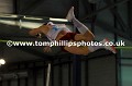 _TP29494wtmk